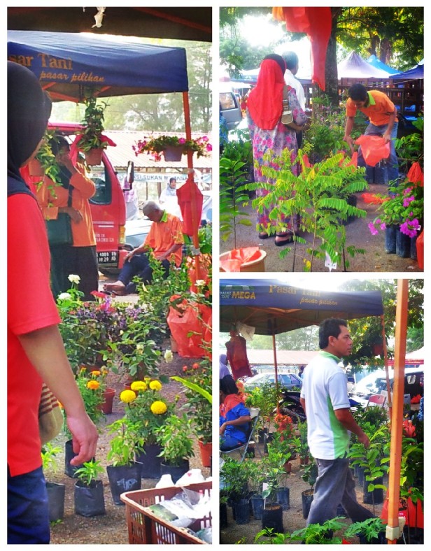 Potted Plants and Flowers at Pasar Tani